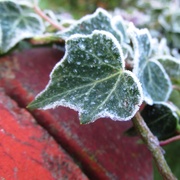 12th Jan 2014 - frosted ivy