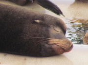 12th Jan 2014 - Sleepy Sea Lion