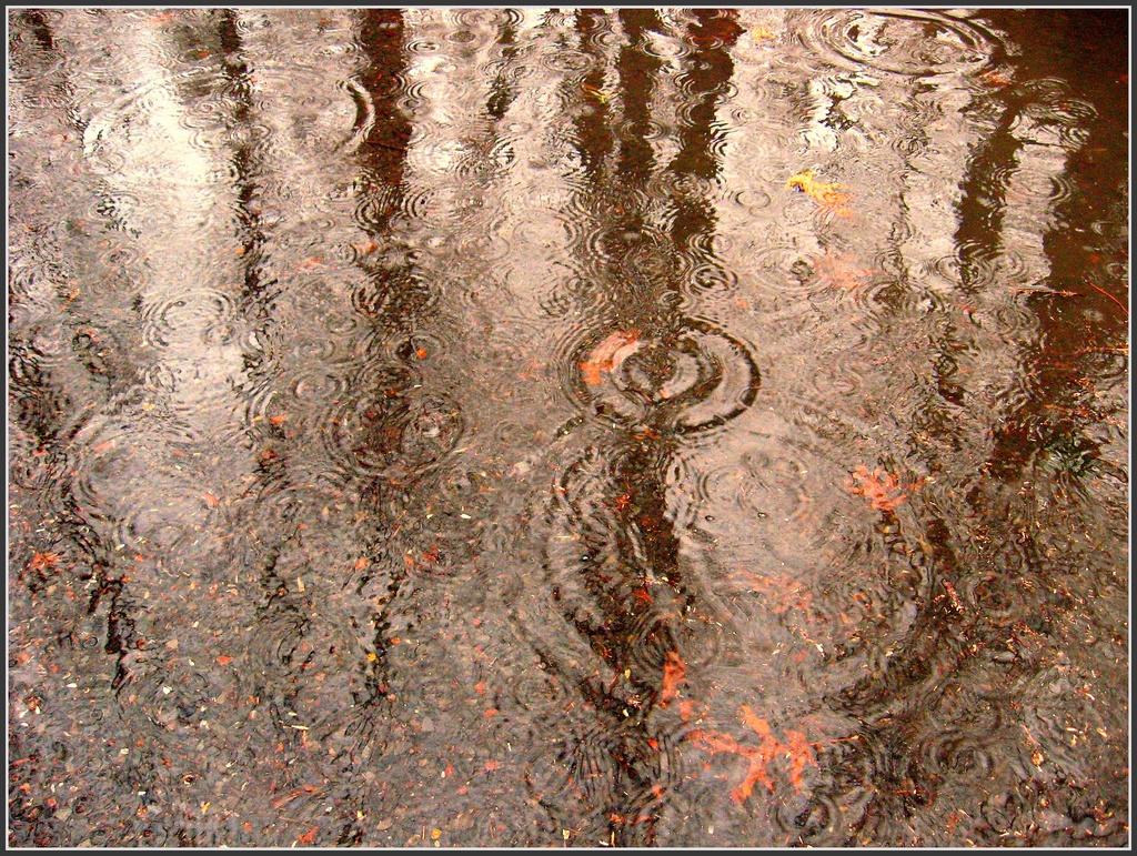 Rain Circles by olivetreeann