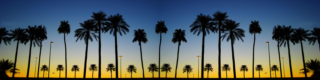 Palm Trees at Sunrise by pdulis