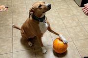 29th Oct 2013 - Lucy's Pumpkin