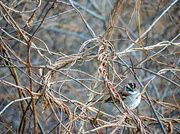 13th Jan 2014 - Sweet little birdie!