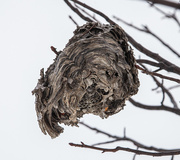 12th Jan 2014 - Hornet Nest Remnant