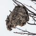 Hornet Nest Remnant by gardencat
