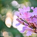 Pink & Bokeh by teodw