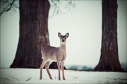 12th Jan 2014 - Bambi