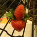 Strawberries Stuck Together 1-12 by sfeldphotos