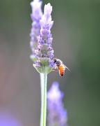 2nd Jan 2014 - Lavender Bee