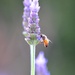 Lavender Bee by mariaostrowski