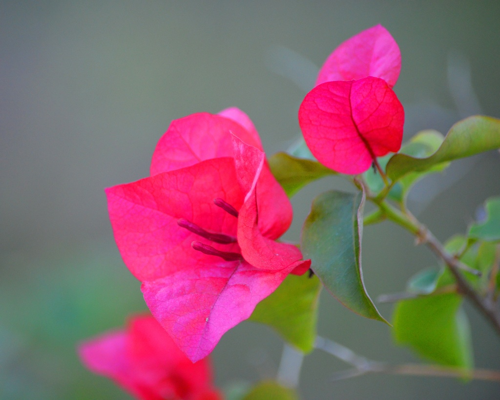 Pink Bougainvillea by mariaostrowski