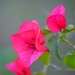 Pink Bougainvillea by mariaostrowski