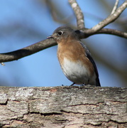 12th Jan 2014 - Lady Bluebird