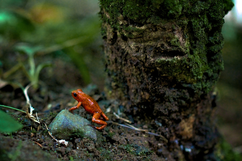 Strawberry Poison Dart-Frog by jyokota