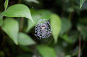 6th Jan 2014 - A spider in the rainforest