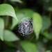 A spider in the rainforest by jyokota