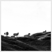 13th Jan 2014 - sheep on hill