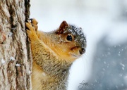 1st Jan 2014 - Snowy Squirrel
