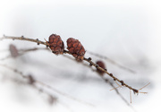 13th Jan 2014 - Two Little Pine Cones...sitting in a tree
