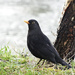 Blackbird in the rain - 13-01 by barrowlane
