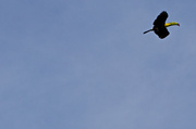 7th Jan 2014 - Toucan Overhead!  