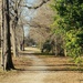 Walk through the Park by lynne5477