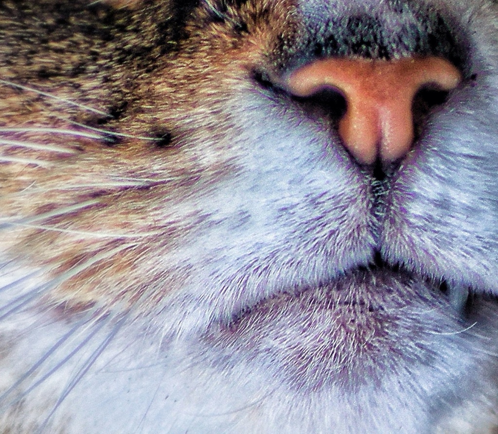 Feline Nosy by jesperani