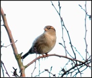 13th Jan 2014 - Not sure whether this is a female house sparrow