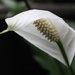 arum lily by mariadarby