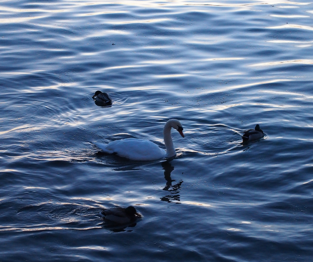 A swan and its entourage by selkie
