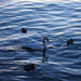 A swan and its entourage by selkie