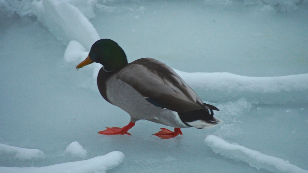 Duck on the Ice by selkie