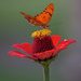 Samasati Butterfly on 365 Project