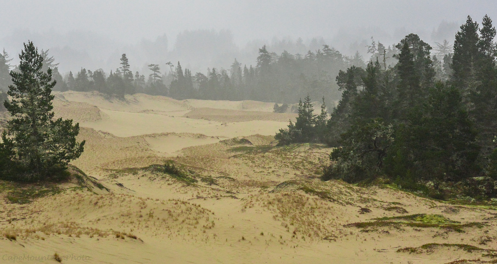 Misty Day On the Dunes by jgpittenger