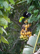 8th Jan 2014 - Toucan in the Bananas