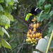 Toucan in the Bananas by jyokota