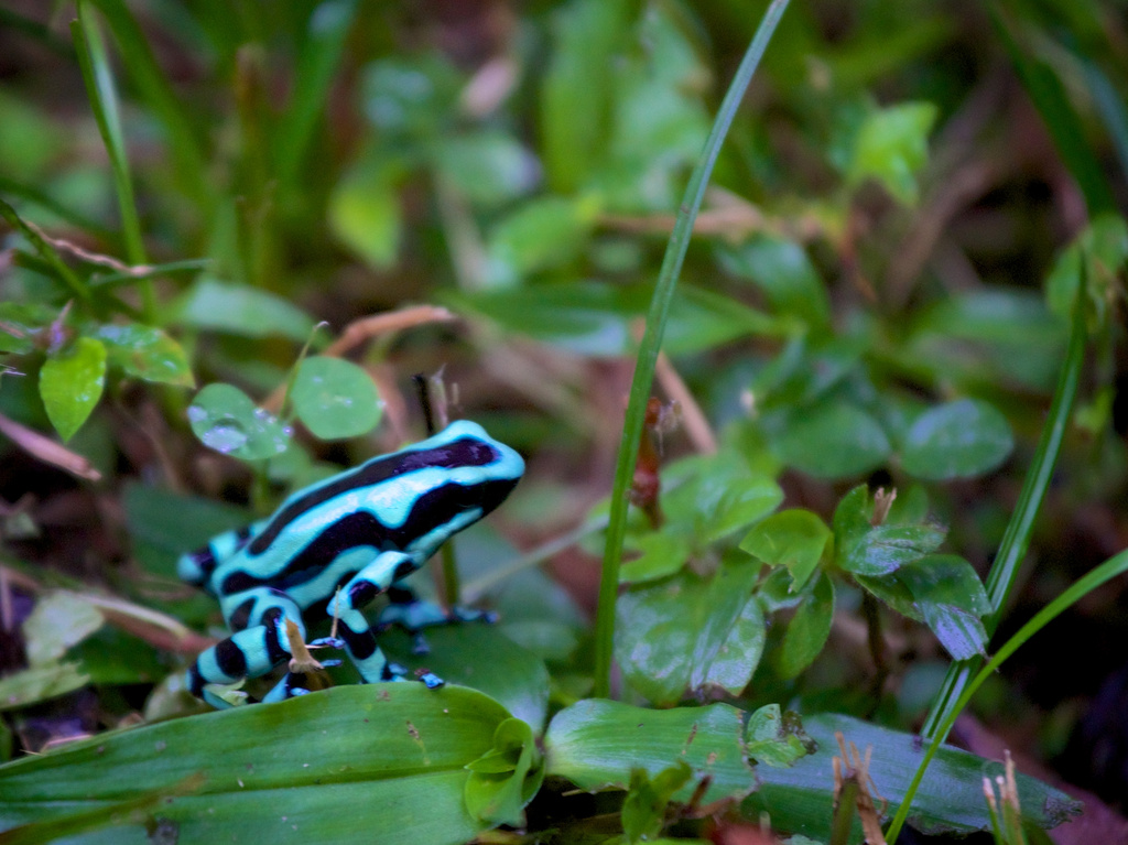 Green and Black Poison Dart Frog by jyokota