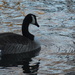 My Goose is SOOC by linnypinny