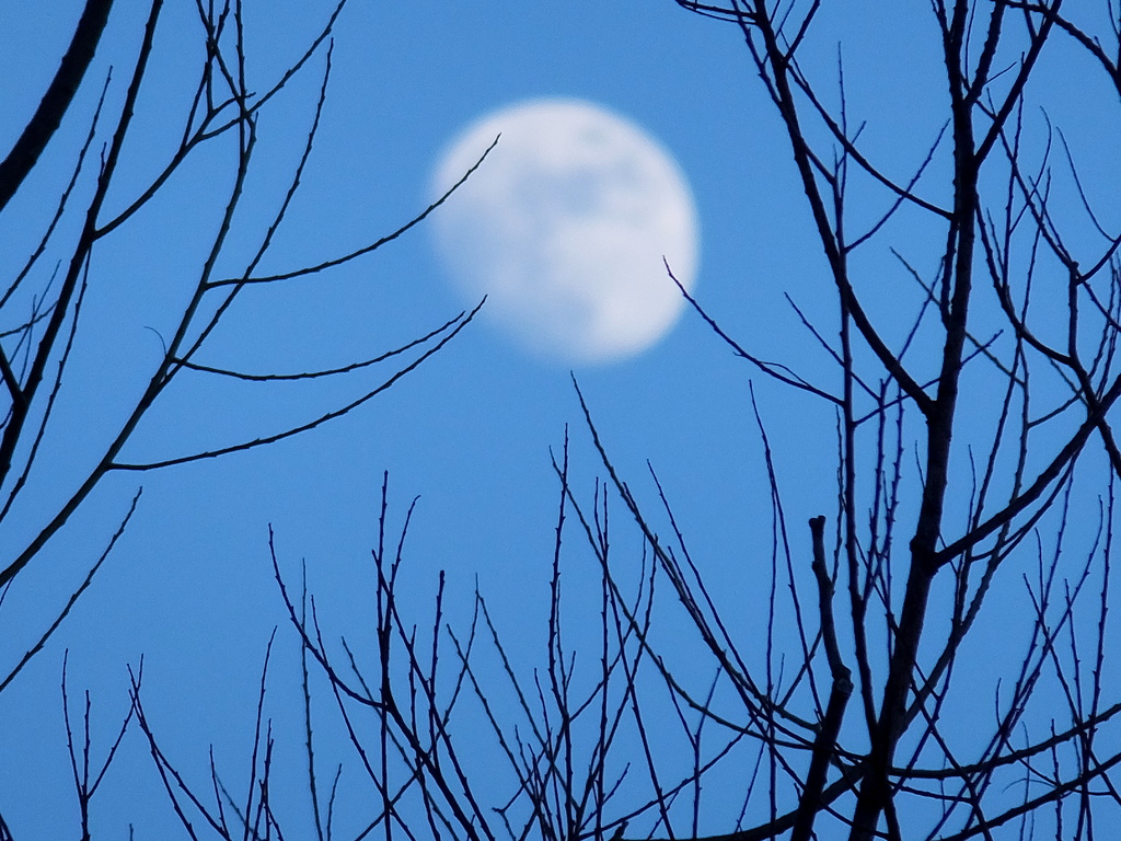 Twiggy Moon by linnypinny