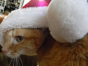 24th Dec 2013 - Cat in the Hat!