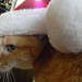 Cat in the Hat! by homeschoolmom