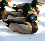 5th Jan 2014 - I've got my ducks in a row....