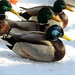 I've got my ducks in a row.... by homeschoolmom