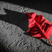(Day 333) - Fallen Crimson by cjphoto