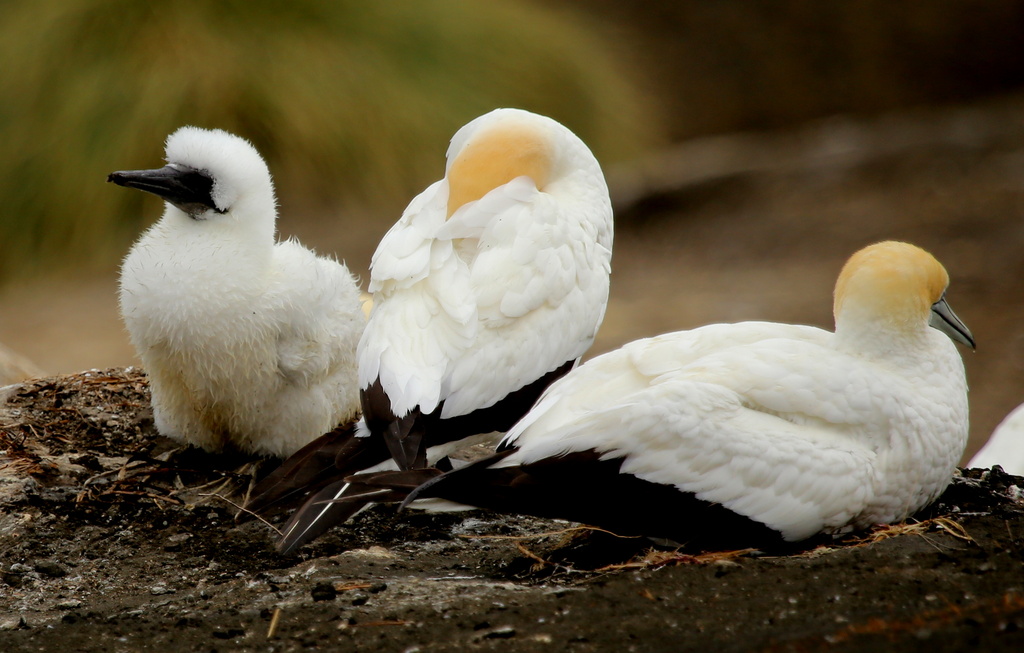 Gannets at Muriwai by dide