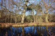 14th Jan 2014 - Horsell Common - but no Martians