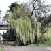 Riverside Weeping Willow. by ladymagpie
