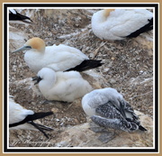 13th Jan 2014 - Gannets....The young one's