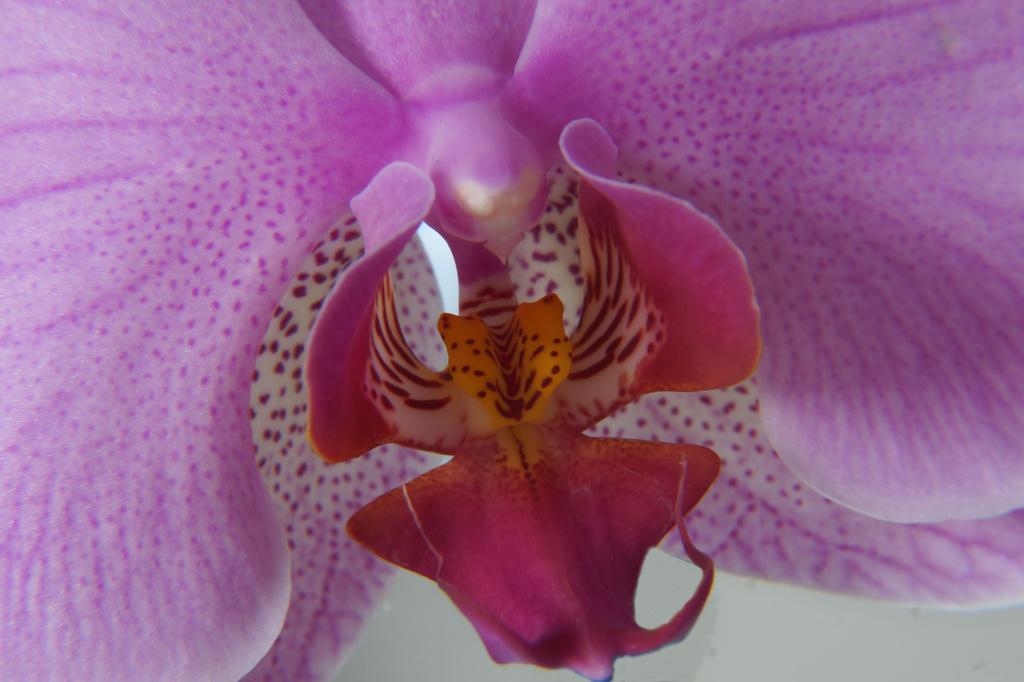 Phalaenopsis Orchid 2 by pcoulson