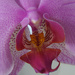 Phalaenopsis Orchid 2 by pcoulson