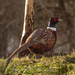 Pheasant - 14-01 by barrowlane